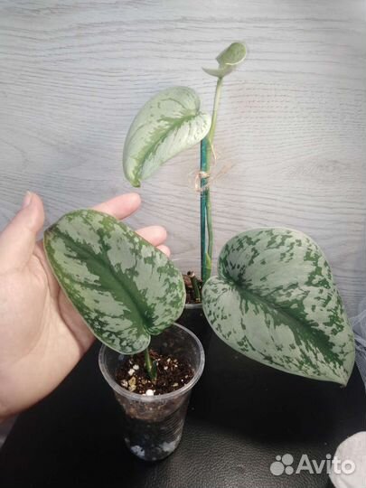 Эпипремнум, сциндапсус, филодендрон,сансевиерия