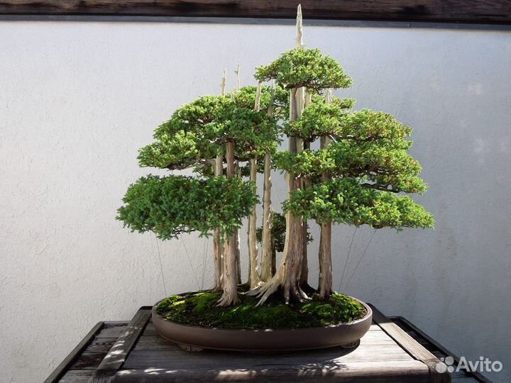 Секвойя бонсай, семена