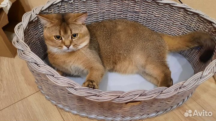 Шотландский кот вязка