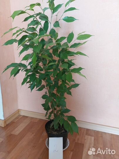 Продам фикусы(для офиса, дома.)