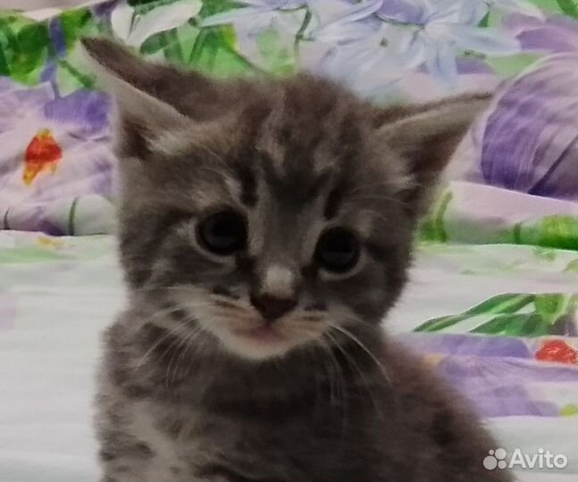 Отдам в добрые руки