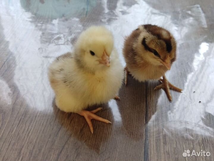 Куры цыплята