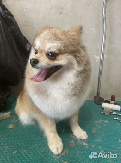 Стрижки собачек и кошек