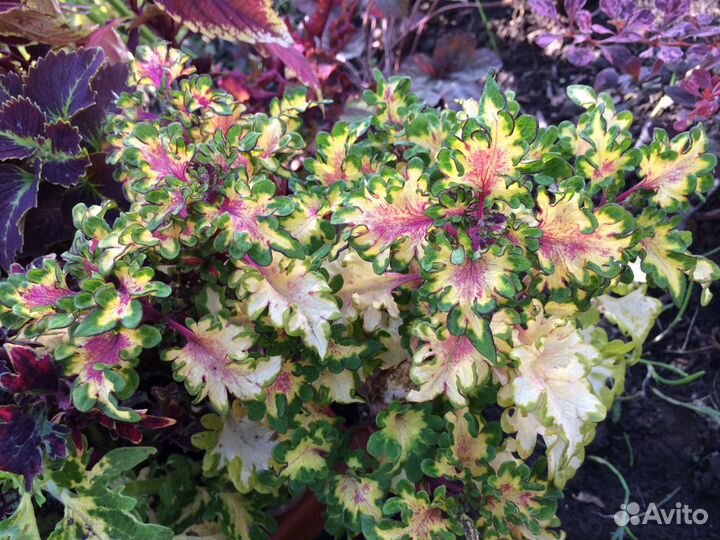 Колеус,доставка