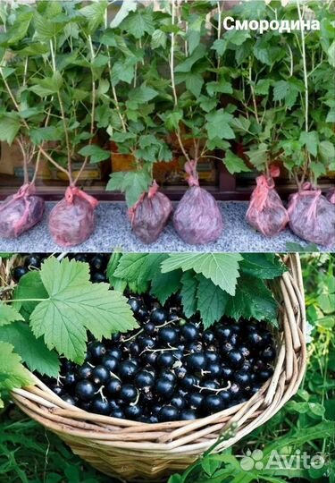 Саженцы черной смородины