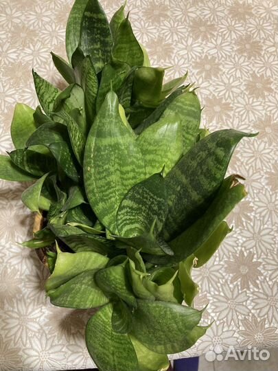 Сансевиерия с горшком