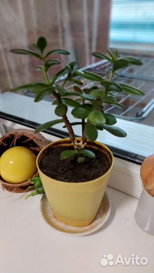 Толстянка в горшочке с короной)