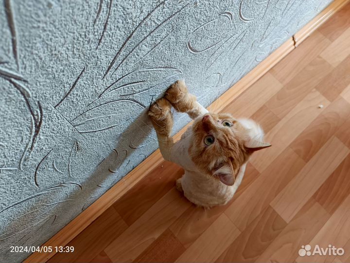 Рыжий котик в добрые руки
