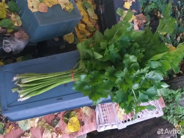 Сельдерей листовой