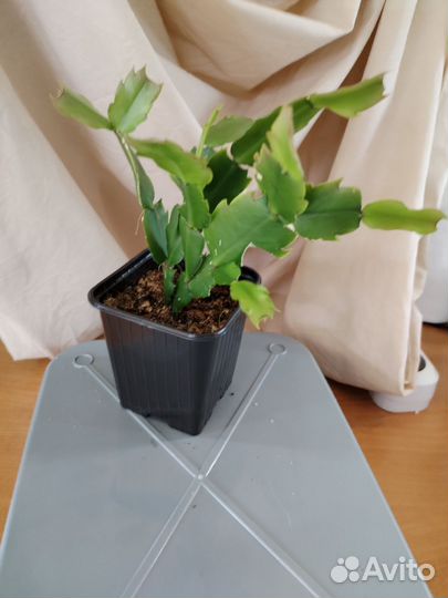 Комнатные домашние растения