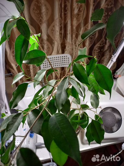 Фикус бенджамина