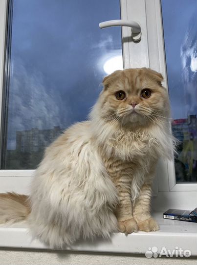 Шотландский вислоухий кот вязка