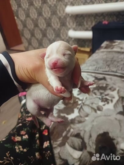 Щенки чихуахуа мини гладко шерстяные