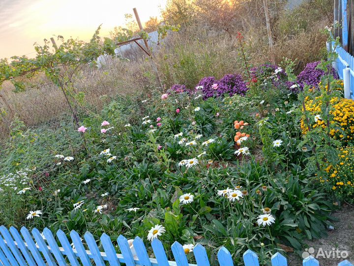 Цветы ромашки