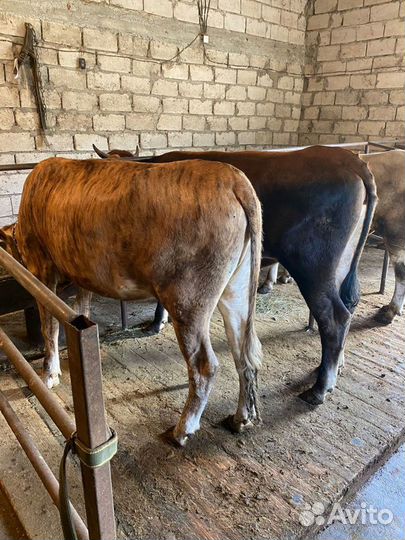 Молодые телки