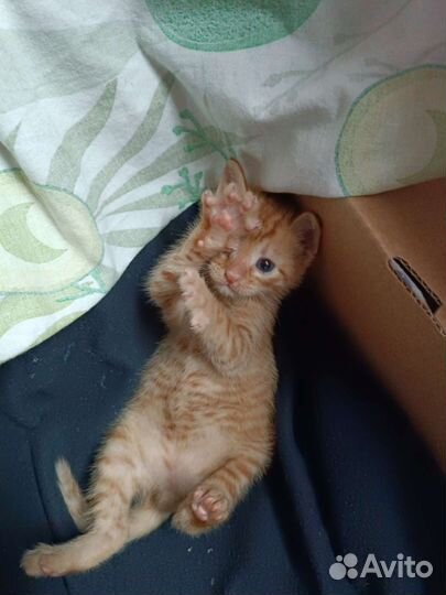 Рыжее счастье в дом