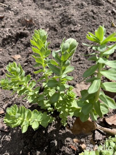 Родиона розовая (золотой корень)