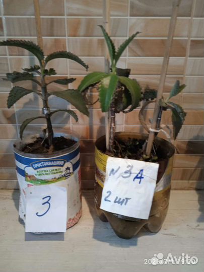 Каланхоэ лечебное чихалочка