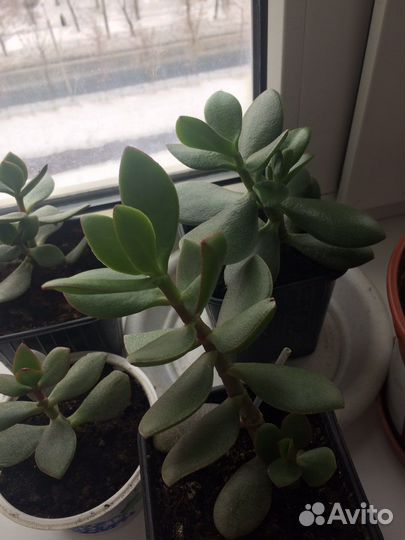 Толстянка,денежное дерево