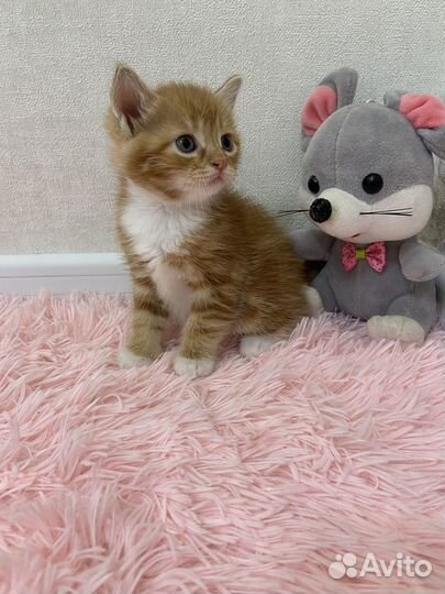 Котята в добрые руки бесплатно