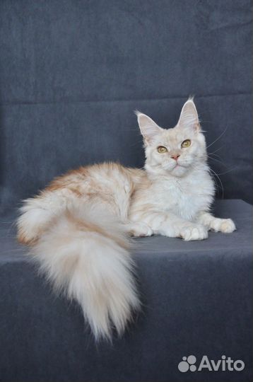 Девочка мейн кун