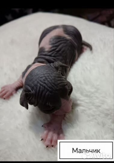 Лысые котята сфинкс