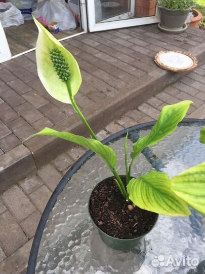 Спатефиллум цветок комнатный