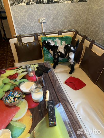 С/х козочка