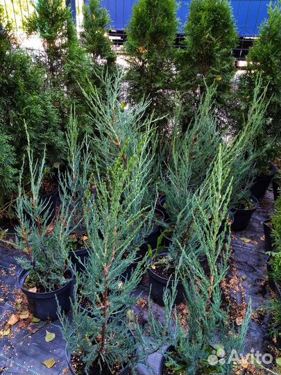 Можжевельник скальный