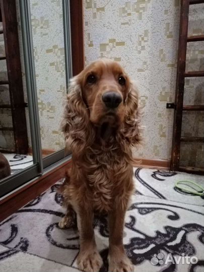 Вязка собак