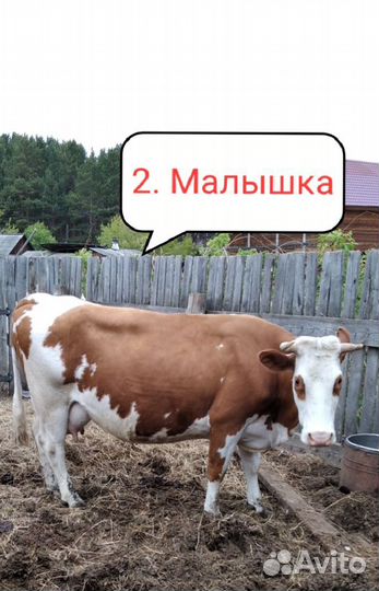 Коровы, телка и телочка в городе Канске