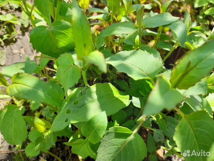 Пряно-ароматические травы