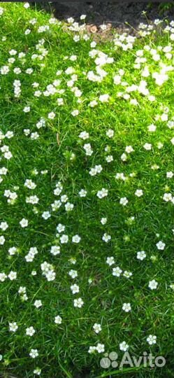 Редкие растения для сада