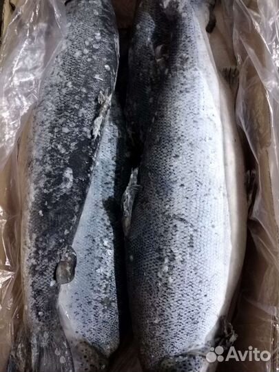 Стейки (рыба сёмга)