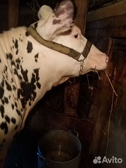 Корова стельная