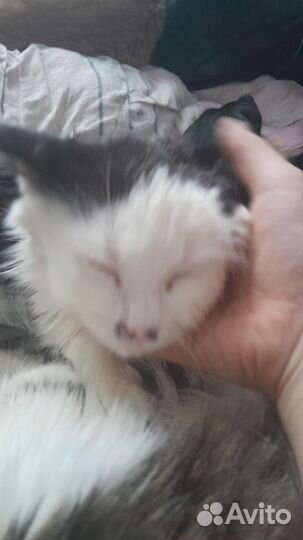 Котята В добрые руки мальчики 5месяцев