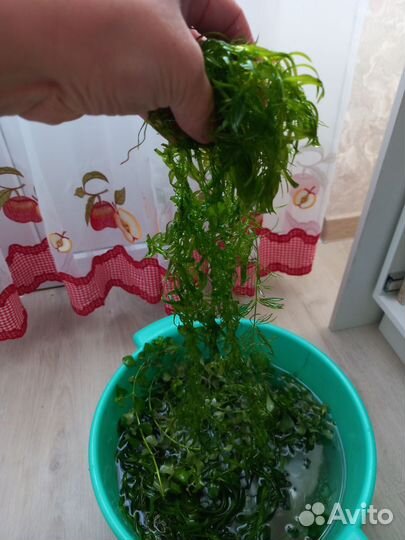 Аквариумные растения