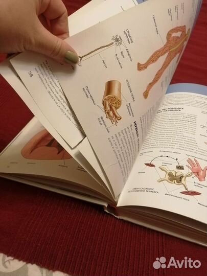 Человек. Полная энциклопедия. Школьник Ю. К