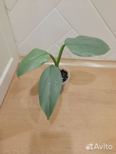 Филодендрон Сильвер металл, Сканденс бразил