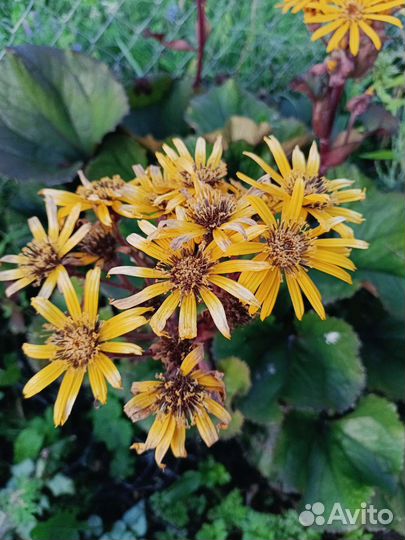 Бузульник Отелло Дездемона Тангутский