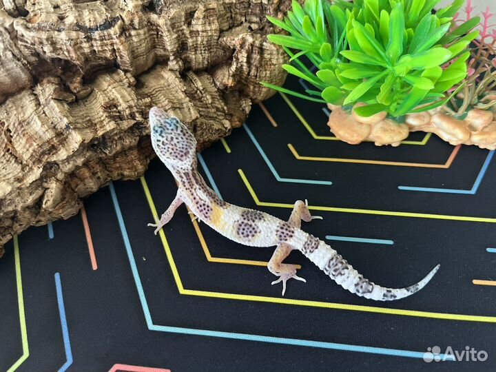 Малыши эублефары