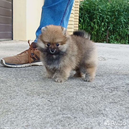 Померанский шпиц