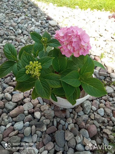 Гортензия крупнолистная в горшке