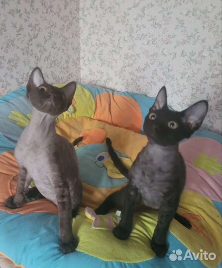 Девон-рекс котики