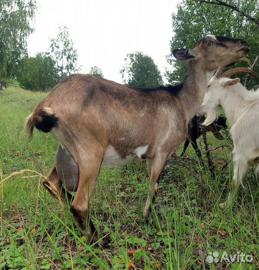 Дойные козы