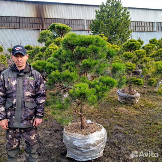 Дерево бонсай