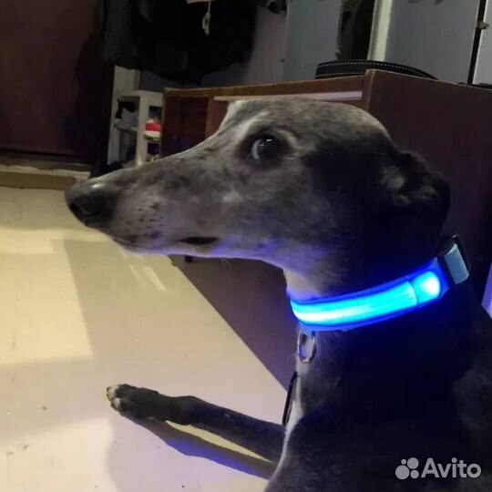 Ошейник для собак