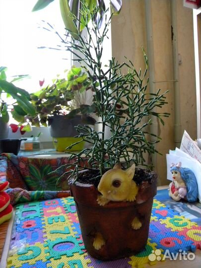 Хатиора саликорнеивидная (Hatiora salicornioide)