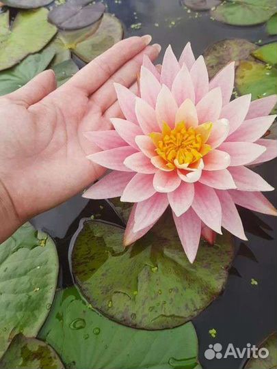 Водные растения (нимфея - водная лилия) в пруд