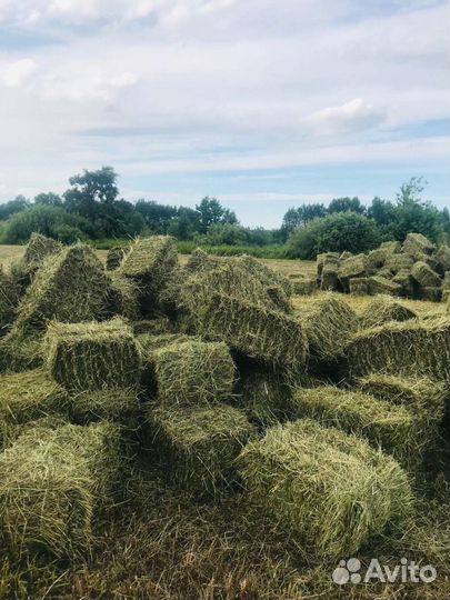 Сено в тюках
